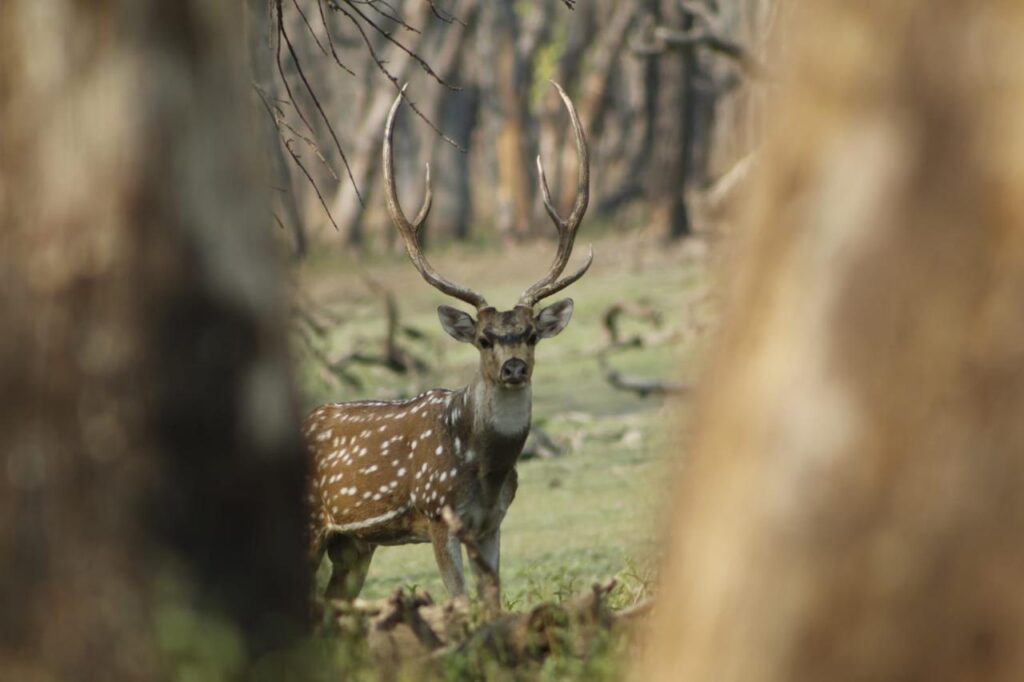 Chitwan National Park Jungle Safari Tour deer