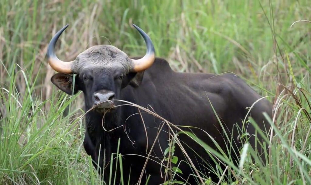 Chitwan National Park Jungle Safari Tour wild buffalo