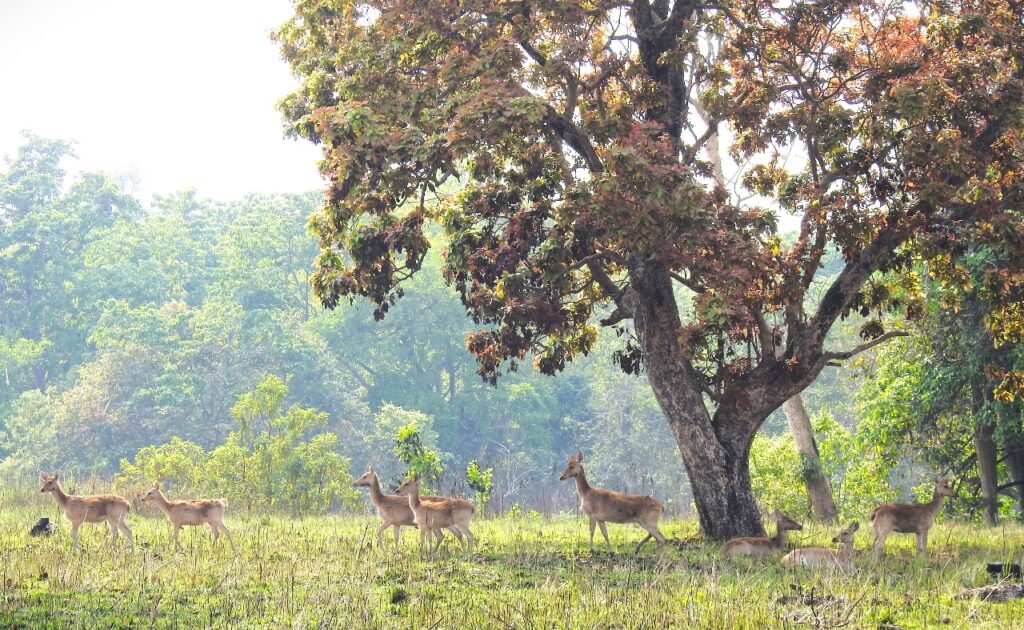 bardia jungle safari tour deers