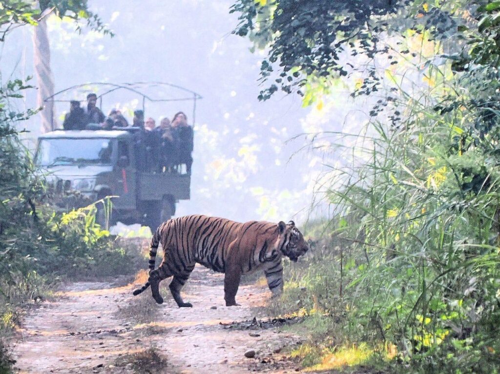 close up with tiger during chitwan jungle safari tour
