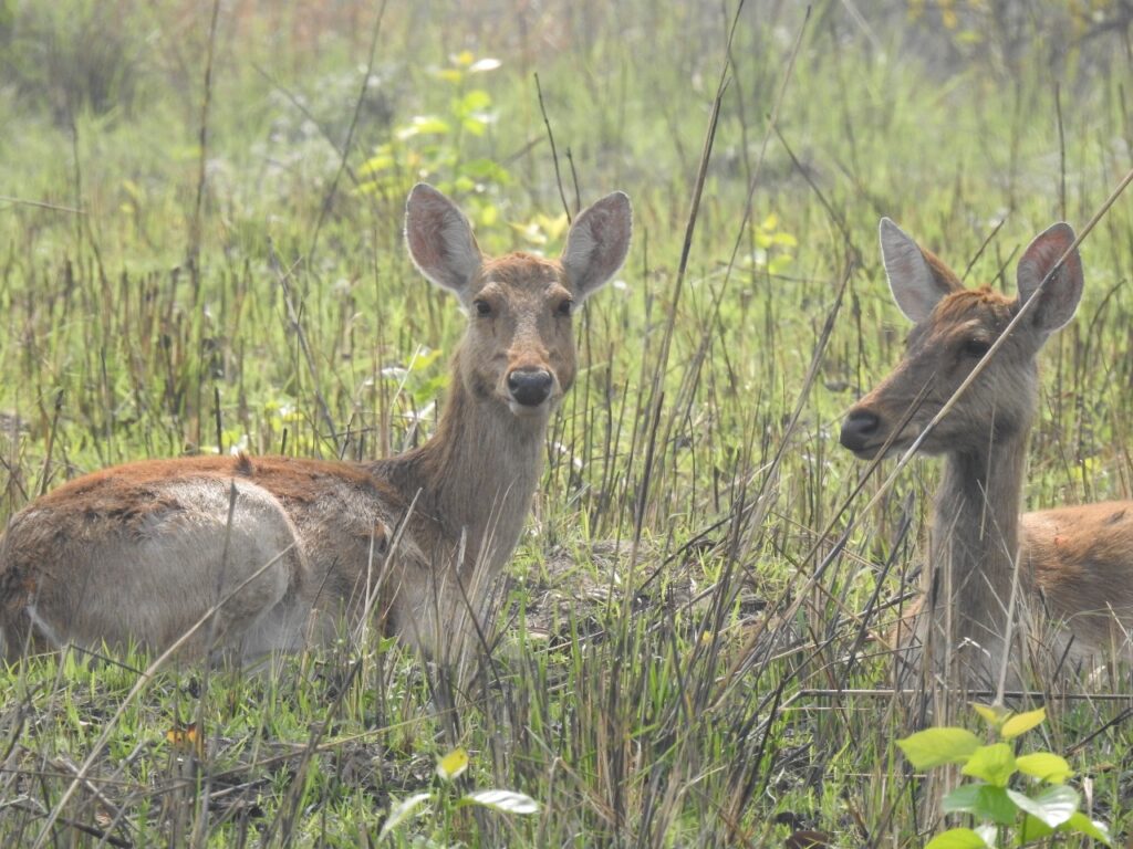 deer at bardia jungle safari tour