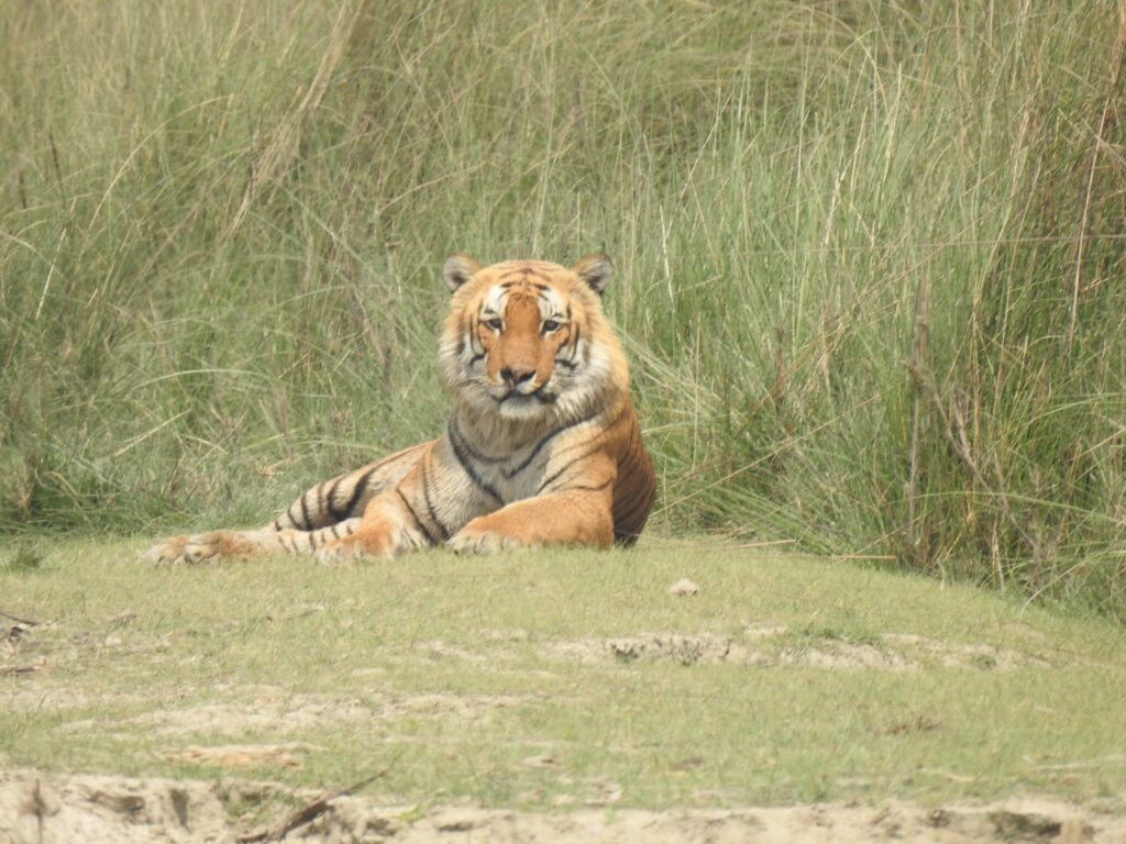famous tiger at bardia national park