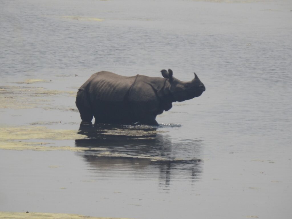 one horned rhino spotted at bardia jungle safari tour