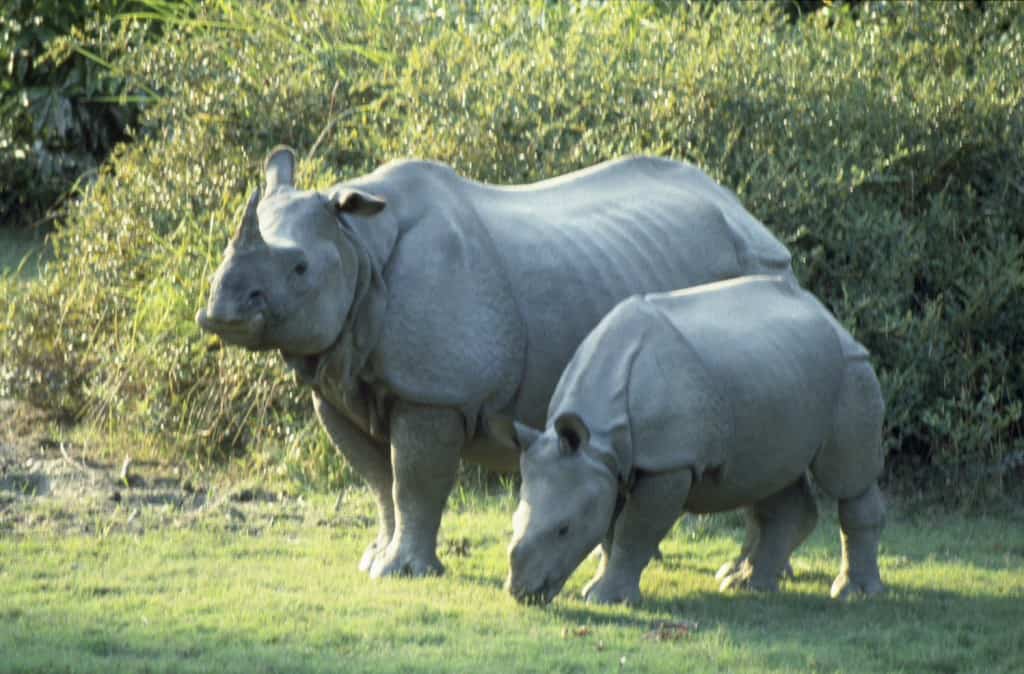 One horned Rhino in Nepal