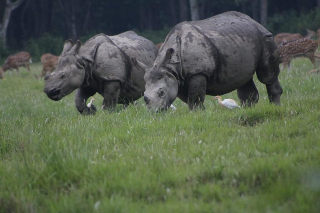rhinos seen during Chitwan National Park Jungle Safari Tour