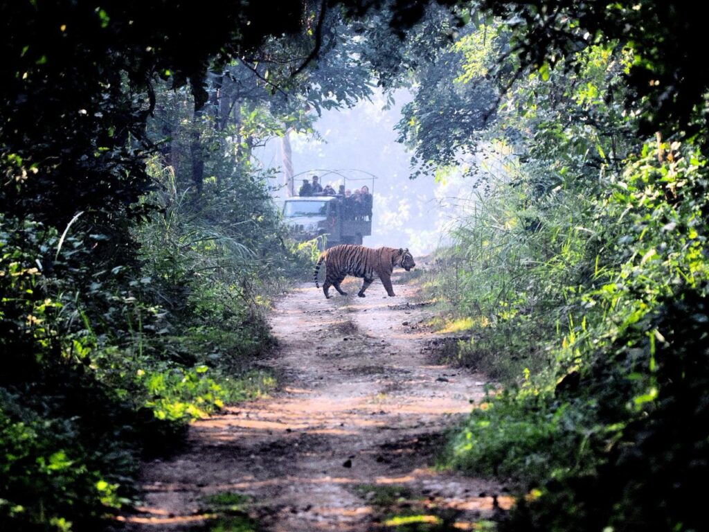 tiger spotted at Chitwan National Park Jungle Safari Tour