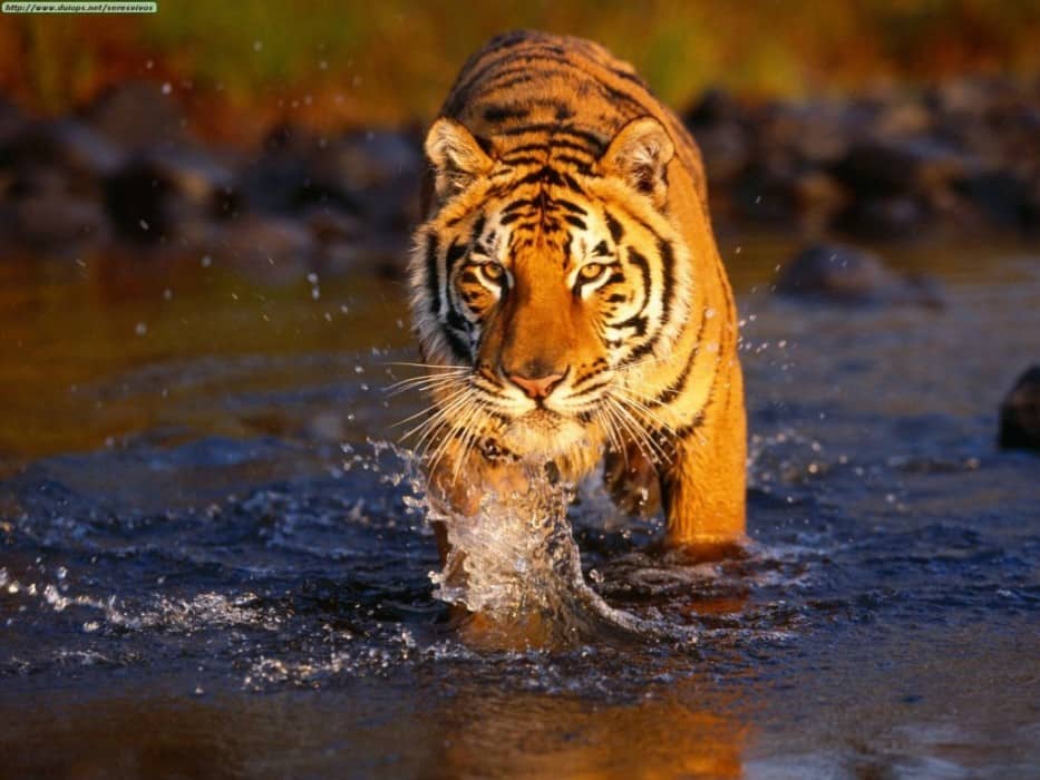 Royal Bengal tiger in Nepal